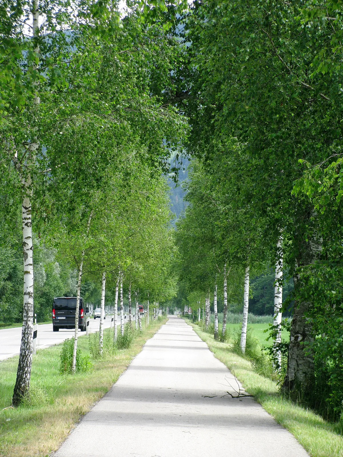 Birkenallee bei Immenstadt, Radweg neben der Staatsstraße